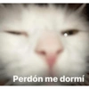 Kittens for u🐈💖✨ CLÁSICOS 20