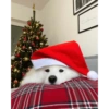 Natal dos bichinhos 🎄🎅🏻🐶🐱 6