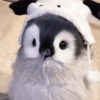 Pinguim 5