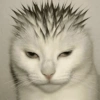 🧿Gatitos Gatos Miau🐱🐈 10