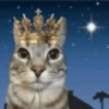 Random Cat's 🐈🐈‍⬛ 13