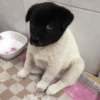 Más Animalitos!  🙊🐕 8