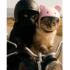 Cat cute 9