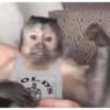 Macaco 🐵 13