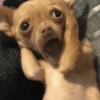 Perritos 7