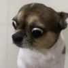 Pinscher e Chihuahua MEMES 7