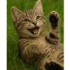 Cat cute 11