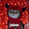 Kittens for u🐈💖✨ CLÁSICOS 13