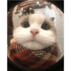 Kucing Lucu 15