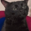 Cat meme / kucing  8