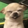 Reações fofas 15
