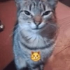 Gatitos Memes😺✨💕11 10