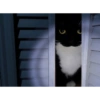 Gatos 11