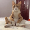 Memes de gatos 11