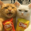 🧿Gatitos Gatos Miau🐱🐈 25