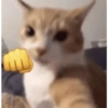 Miau 🗣️ 15
