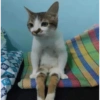 Cat meme / kucing  11