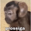 Macaco 🐵 18