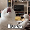 Meme kucing 13