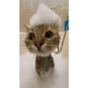 Kucing Lucu 5
