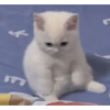 Gatos 5