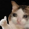 Gatos memes 5