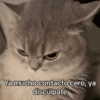 Un tal Diego Ya mucho contacto cero, ya disculpate