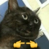 GATOS SENDO MEMES 😹 8