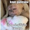 Monkey s 8