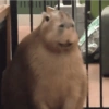 🦛✨️Capibara Pal Chat✨️🦛 15