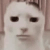 GATINHOS SHITPOST  11