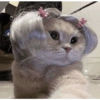 Gatas fofinha de perucas  11