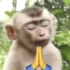 Reações + macacos 🐒 29