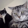 Gatos 12