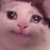 Sad cat 13
