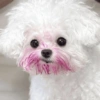 Mix perritos sin palabras  12