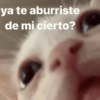 Gatitos Memes😺✨💕10 6