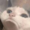 Sad cat 20