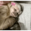 Macaco 🐵 9