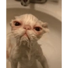 Cat meme / kucing  13