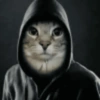 Random Cat's 🐈🐈‍⬛ 11