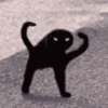 Gatos memes 17