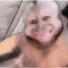 Macaco 🐵 16