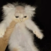 Cat meme / kucing  15