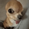 Mix perritos sin palabras  23