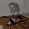 Sad cat 19