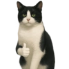 ✨️ Modo Gato 🐈🐱🐈‍⬛ 16