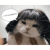 Gatas fofinha de perucas  17