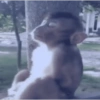 Monkey s 18
