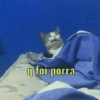 Gatinhos 14